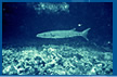 submarinas